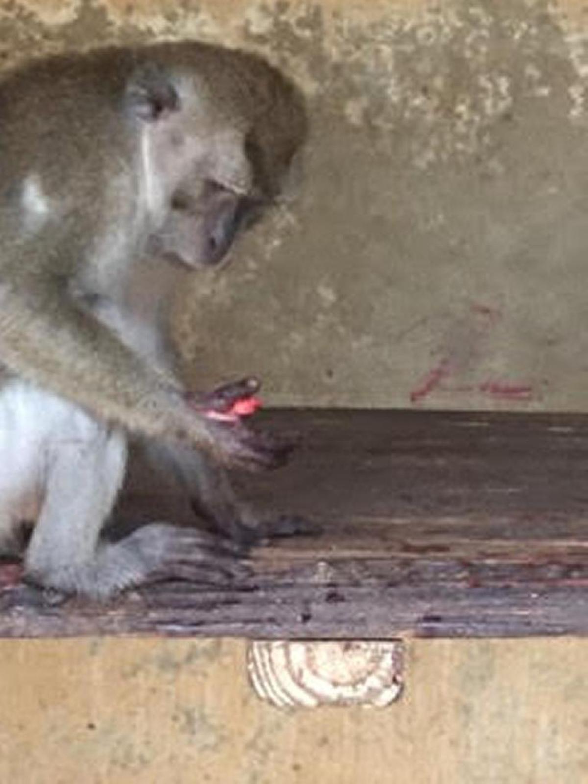 A male java macaque with a severe hand injury. Former trainer Michelle Diaz said the monkey had the bone on his right thumb exposed and in her time working at the park, from February to October 2015, was never treated by a veterinarian.