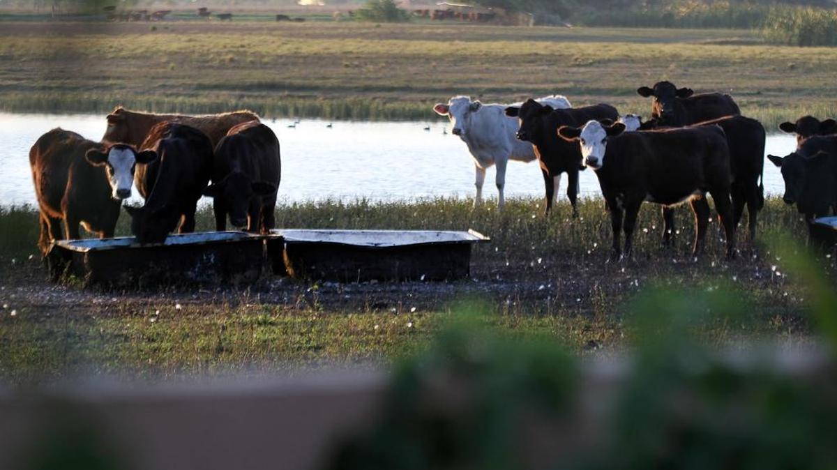 A file photo shows a property in Miami Lakes formerly used as a cow pasture that sold Monday for $74 million
