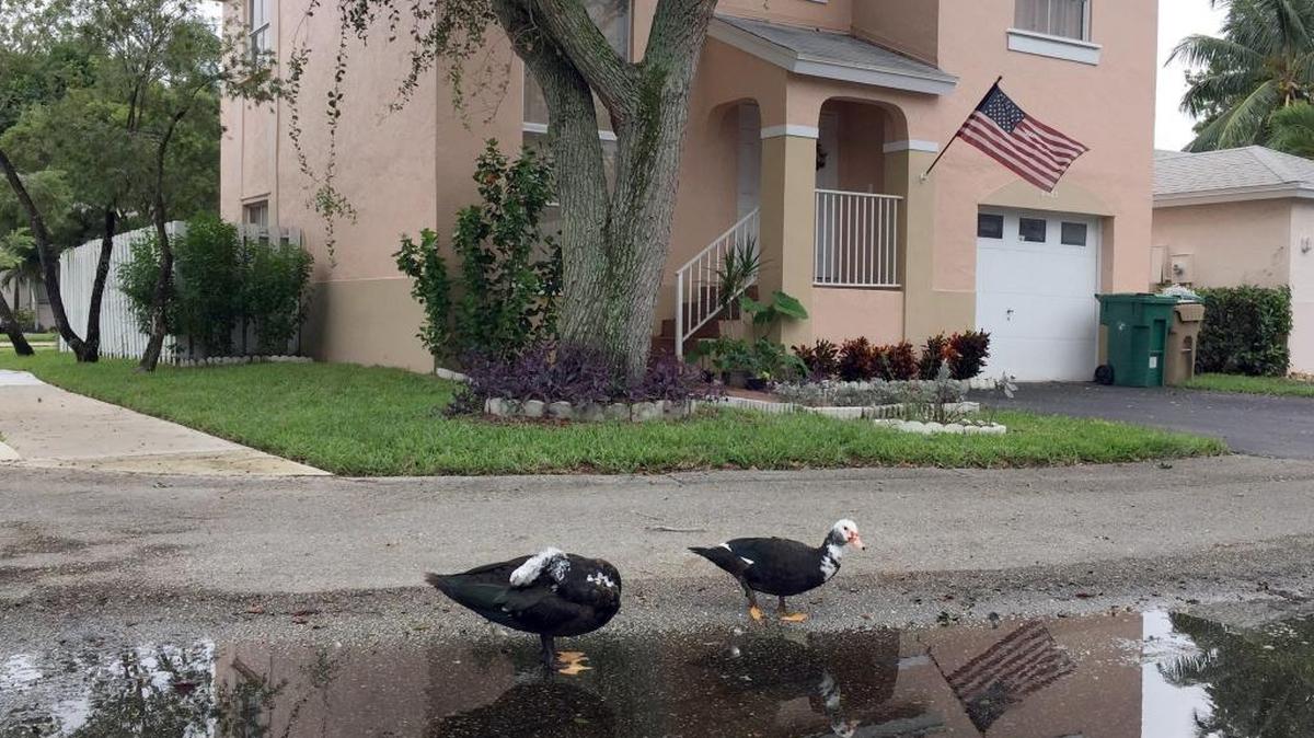 A typical home in the Country Creek area of Davie where prices run about $240,000.