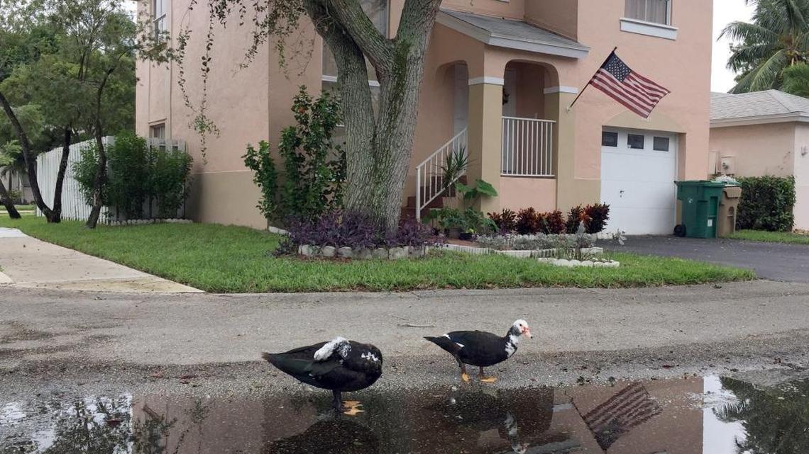 
A typical home in the Country Creek area of East Davie. Growth is being driven primarily by the presence of Nova Southeastern University and Broward College.
