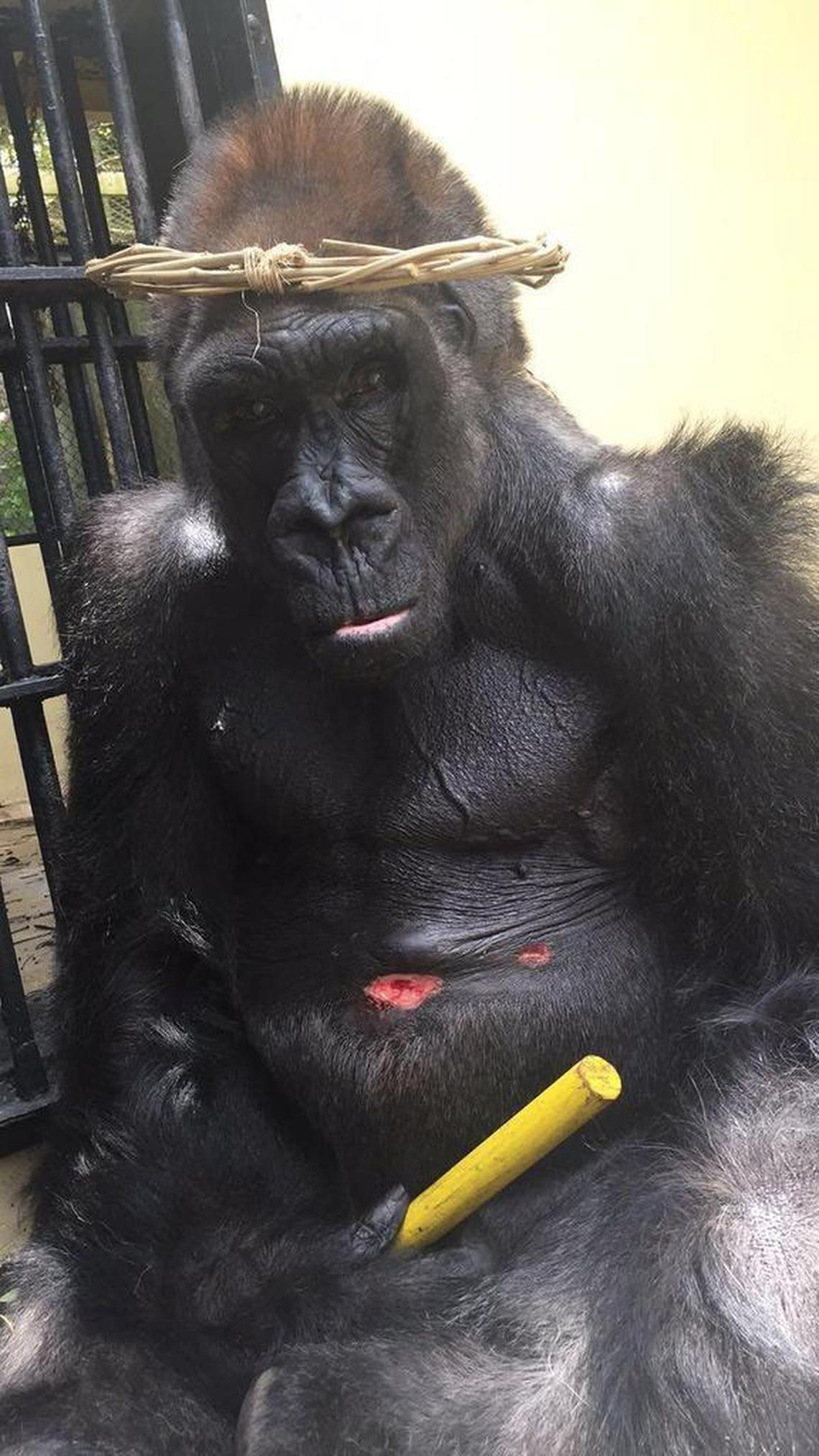 Monkey Jungle’s gorilla, King, has red sores on his abdomen and back that he picks at out of anxiety, alleges Melanie Lustig, a former trainer.