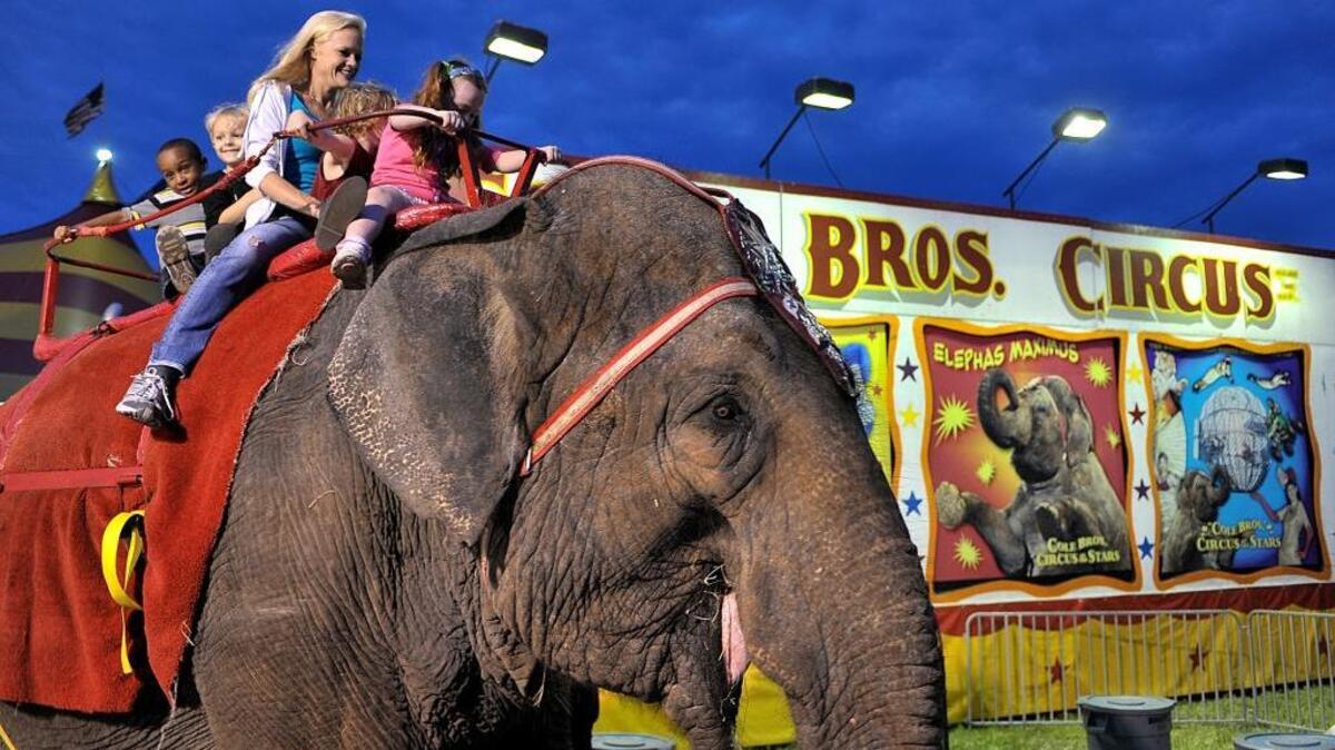 Jennifer Buda and some kids ride an elephant before the start of the Cole Bros. Circus in West Palm Beach in 2011. Animal-rights activists were protesting the circus’ record of handling elephants and other animals. Since then, the Ringling Bros. and Barnum & Bailey Circus retired its elephants and other travel companies have stopped offering tours that involve riding elephants.
