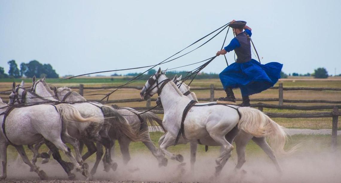 A horseman rides atop a team of a dozen horses on a farm outside Kalocza, Hungary. One of the excursions aboard a Scenic eastern Danube rivercruise, 2016.