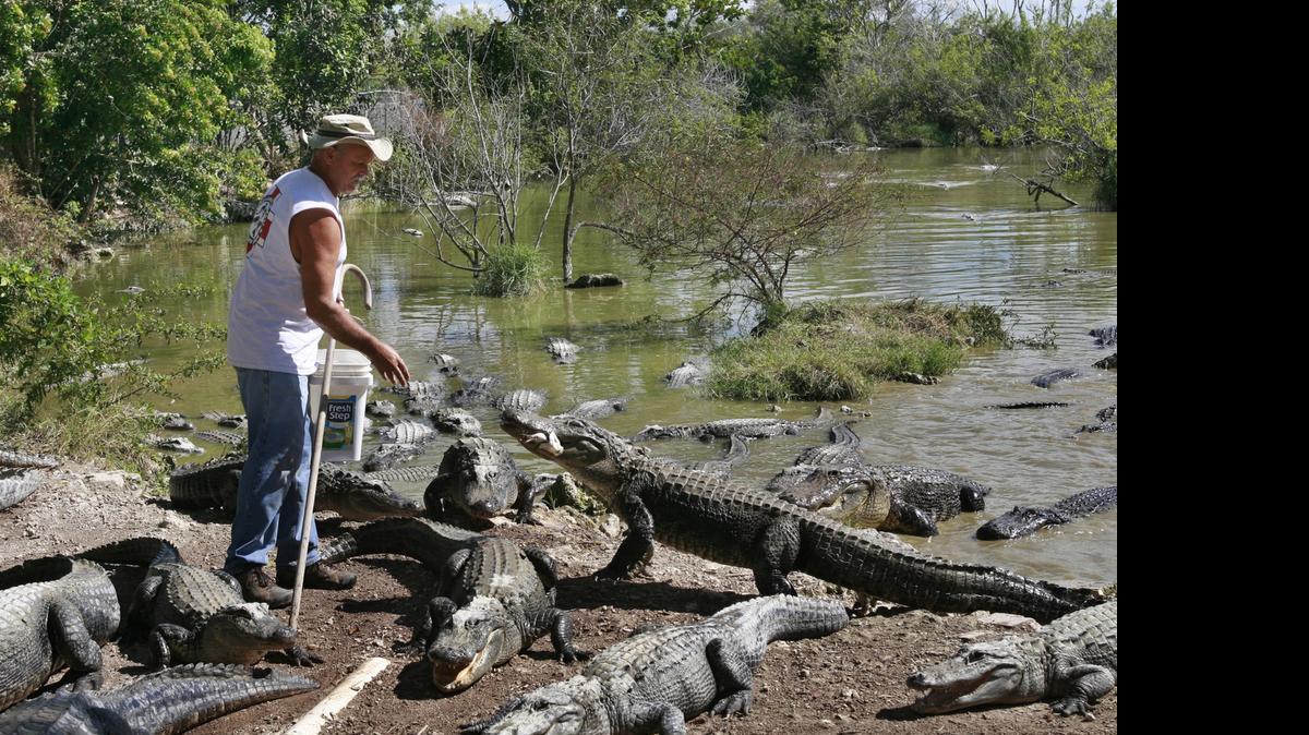 
Everglades Alligator Farm, shown in this file photo, is one of the attractions included in the South Florida Adventure Pass.
