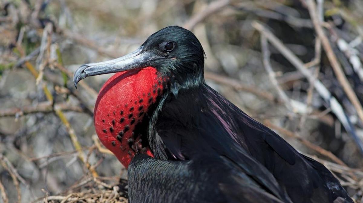 The magnificent frigate bird displays its bright red sac during mating season.