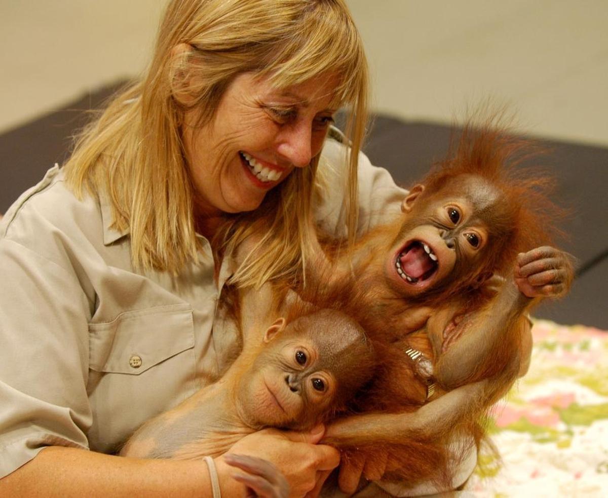 Orangutan twins Peanut and Pumpkin arrived at Jungle Island in 2004.