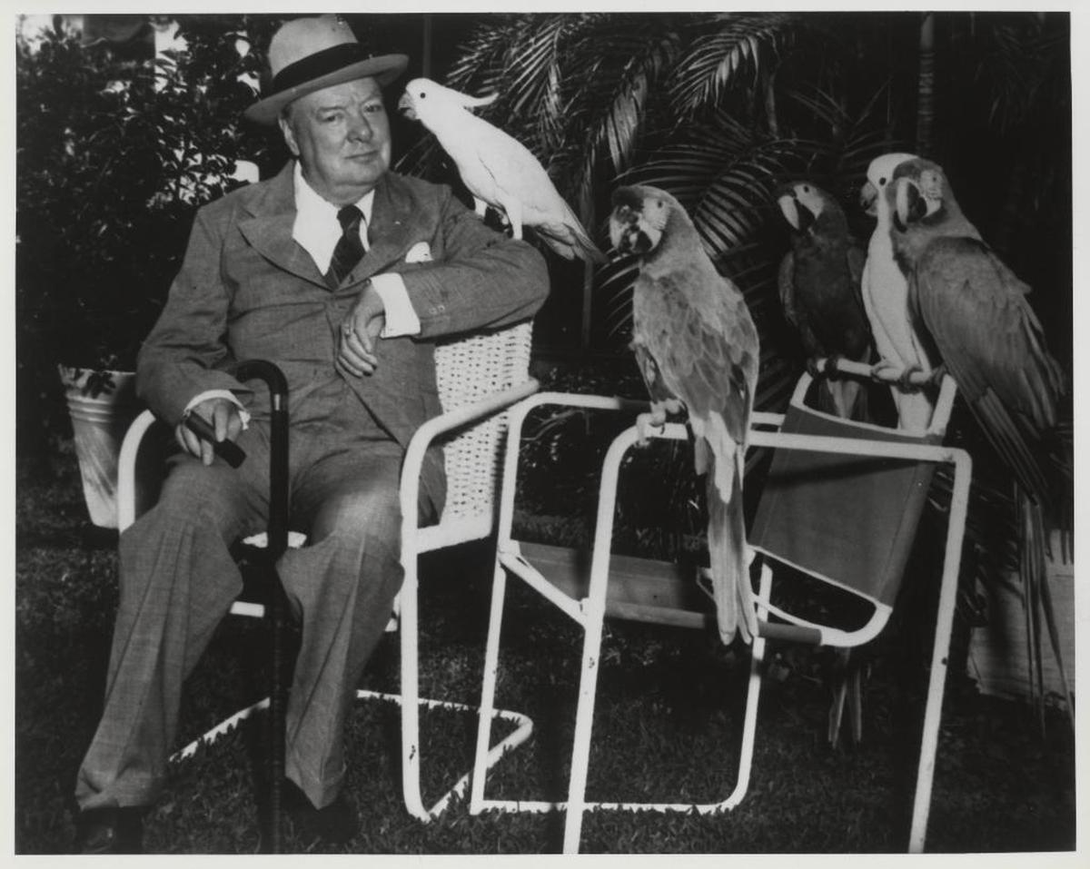 In this Miami Herald file photo from 1946, Winston Churchill, sits with Butch the cockatoo, Marco the military macaw, and friends at Parrot Jungle in Pinecrest.