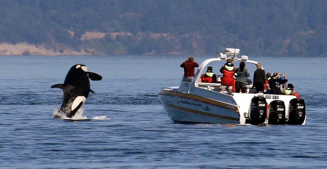 In this photo taken July 31, 2015, an orca whale leaps out of the water near a whale watching boat in the Salish Sea in the San Juan Islands, Washington.