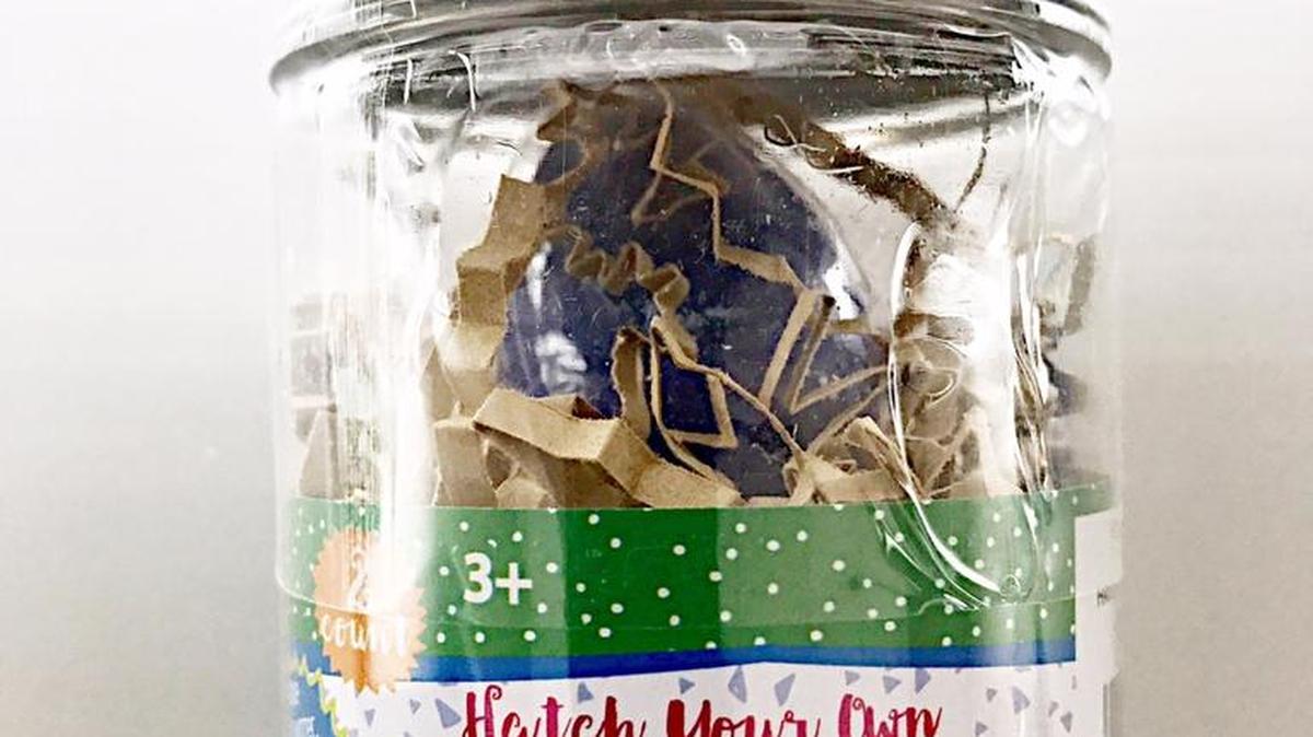 The Hatch Your Own Dino Egg has been recalled by Target.