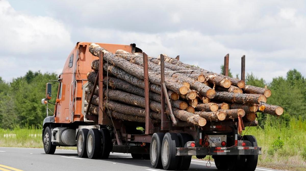 
A truckload of logs heads to the Klausner lumber mill in Live Oak, Fla., on July 28, 2015. The demand for timber worldwide is booming. Dozens of lumber mills and pine straw, bark and wood pellet processing plants have moved into the region to take advantage its unique soil composition and warm, moist climate in which pine trees thrive. 
