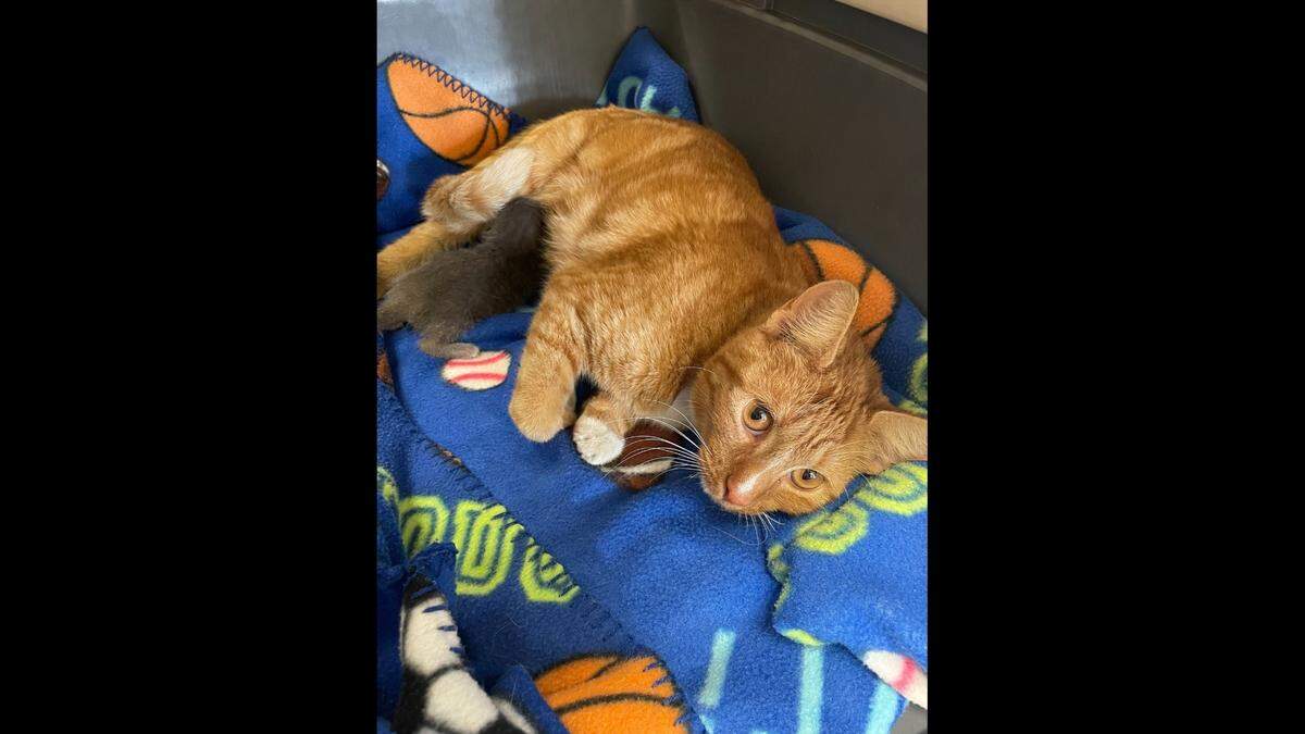 Buttercup, pictured with Lunchable the kitten, waits for a new home.