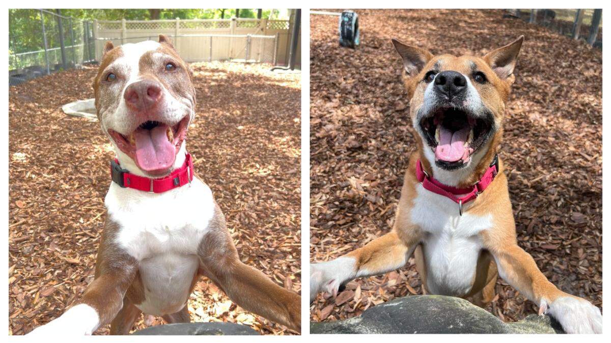 Tobias, left, and Annie Oakley have spent more than 100 days in a Florida shelter.
