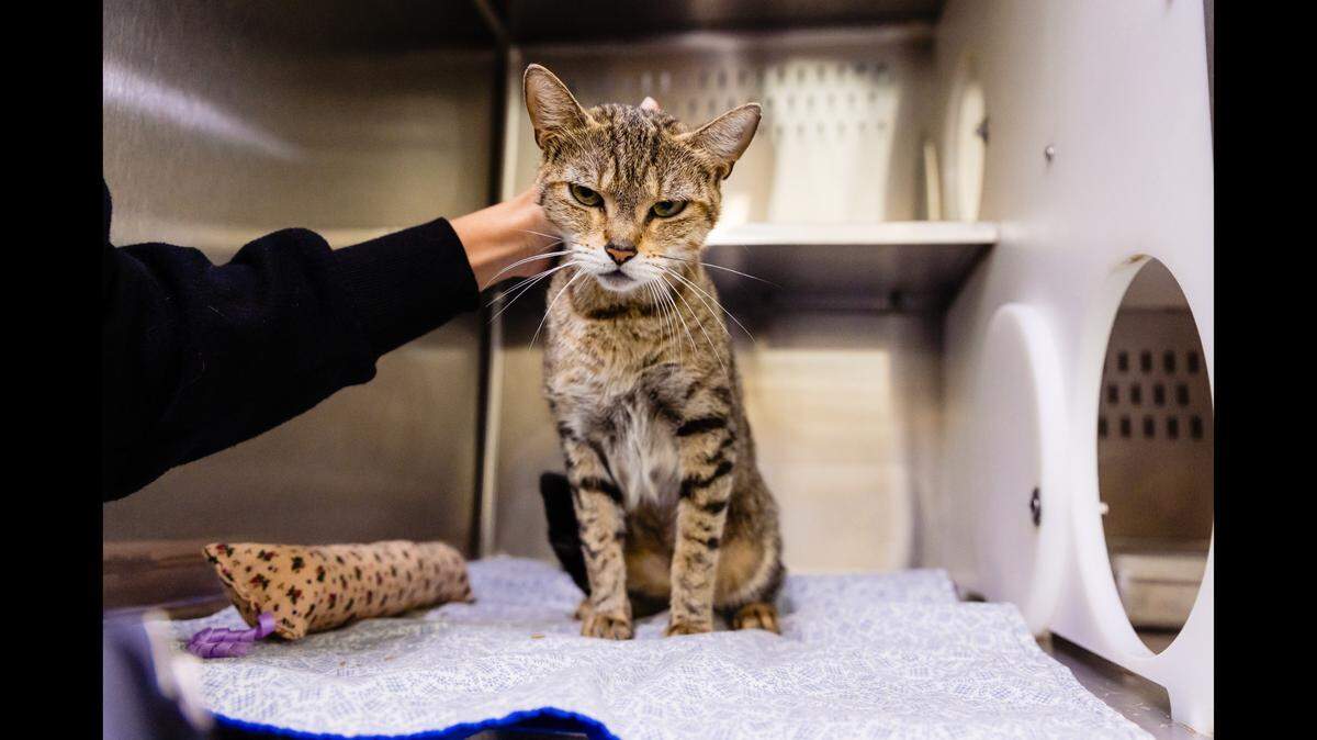 A beloved cat who struggled in a Florida shelter needs a new home.