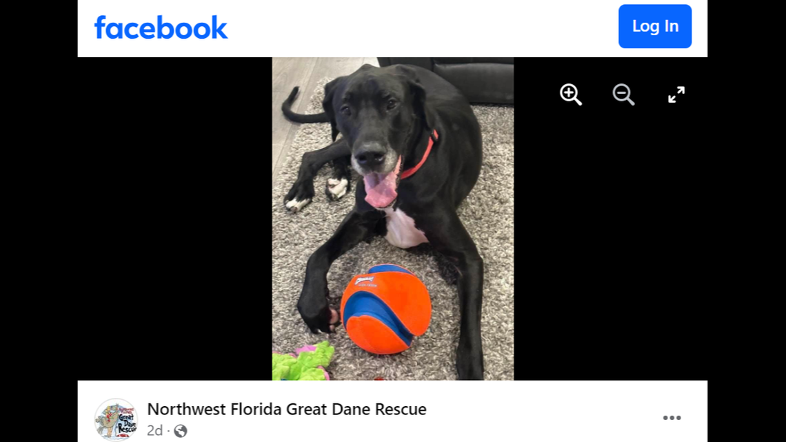 Milo is up for adoption after his owner had to give him up, a Florida rescue said.
