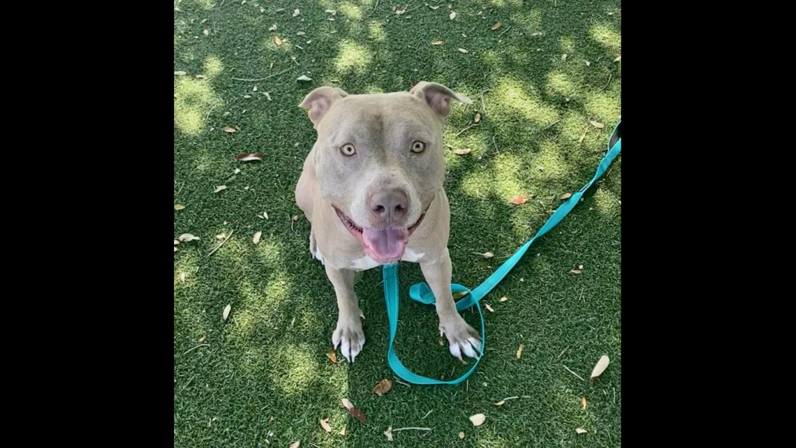 A treat-loving Florida dog has spent more than two years in need of a home.