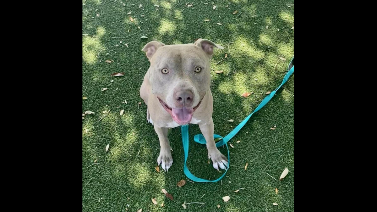A treat-loving Florida dog has spent more than two years in need of a home.