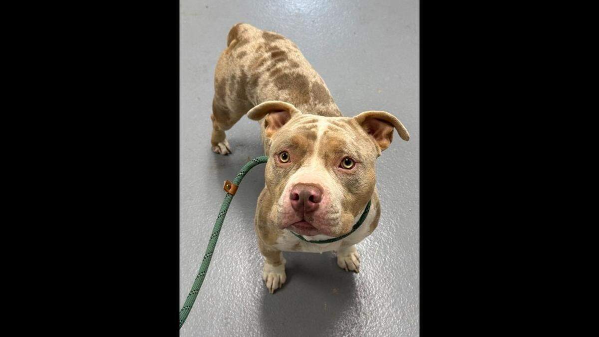 Ghost the dog was “overjoyed” when he saw his family again, a Florida shelter worker said.