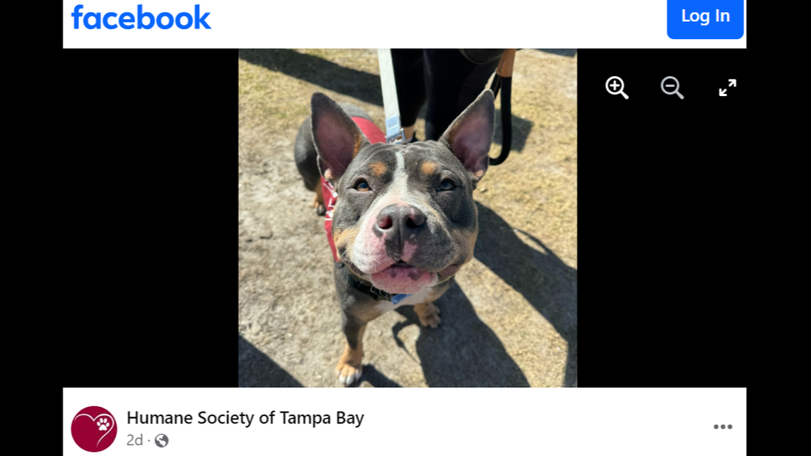 Patricia got a second chance after she was overlooked at a pet adoption event, a Florida shelter said.