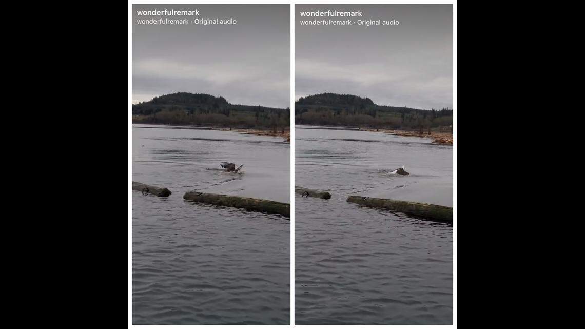 A bald eagle was spotted swimming near Vancouver Island, British Columbia, Canadian video shows.