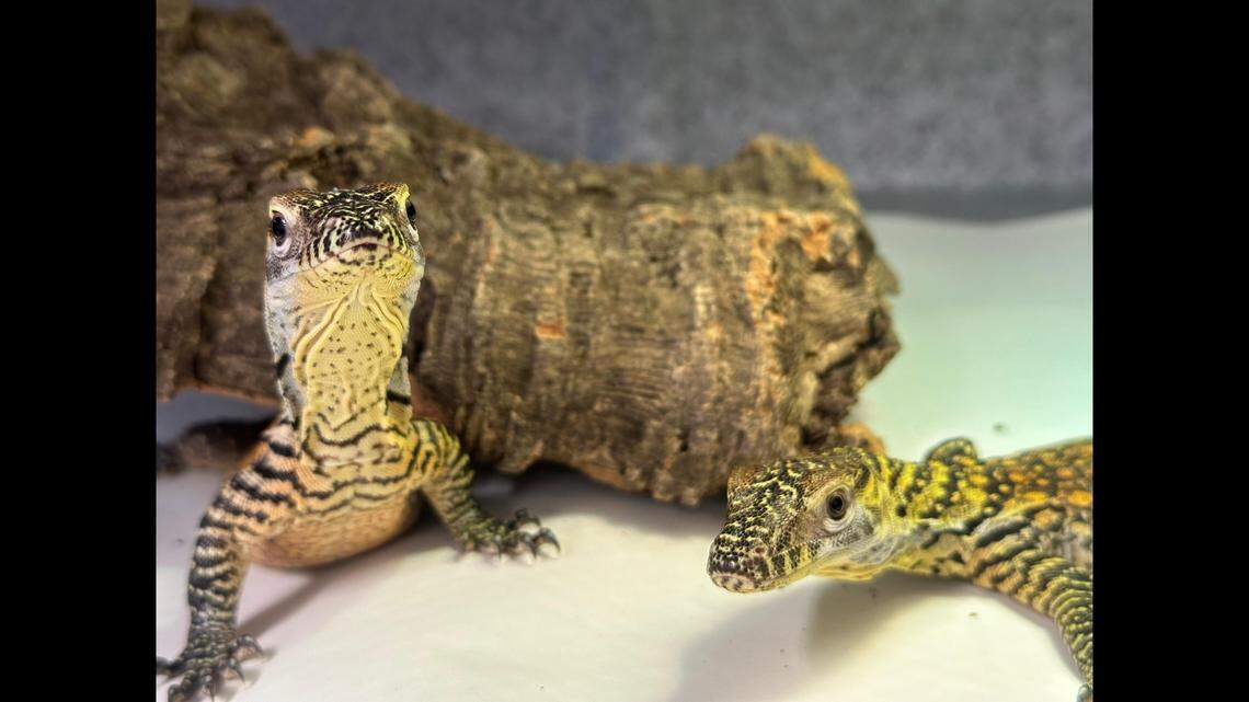 Each of the baby Komodo dragons is roughly the same size as a stick of butter.