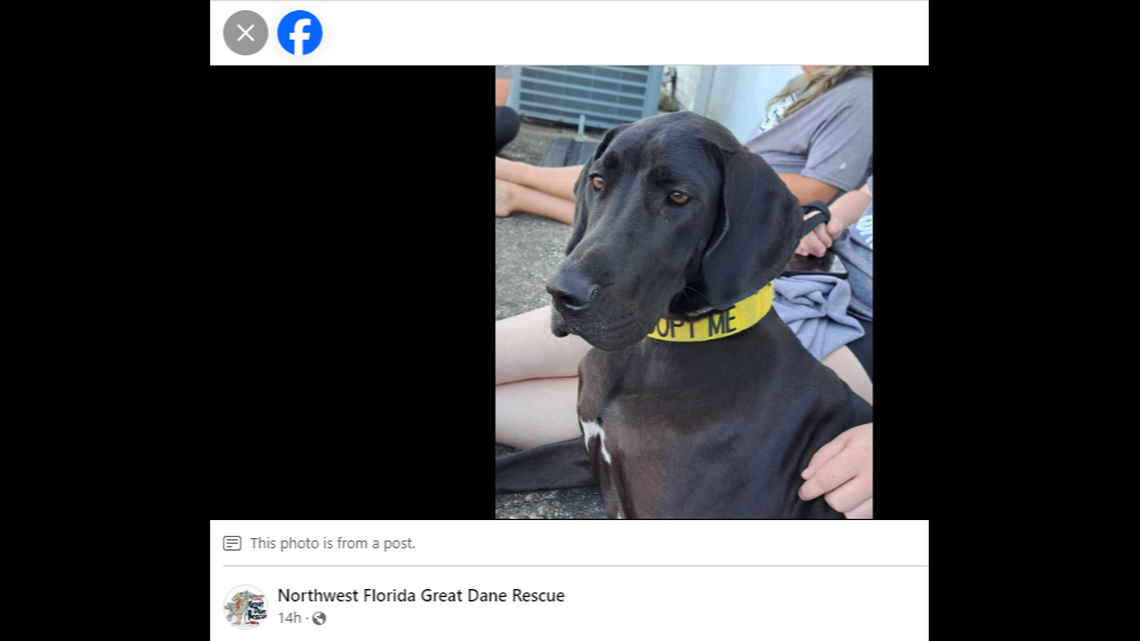 Brianna, the playful 1-year-old pup, is looking for a new home. 