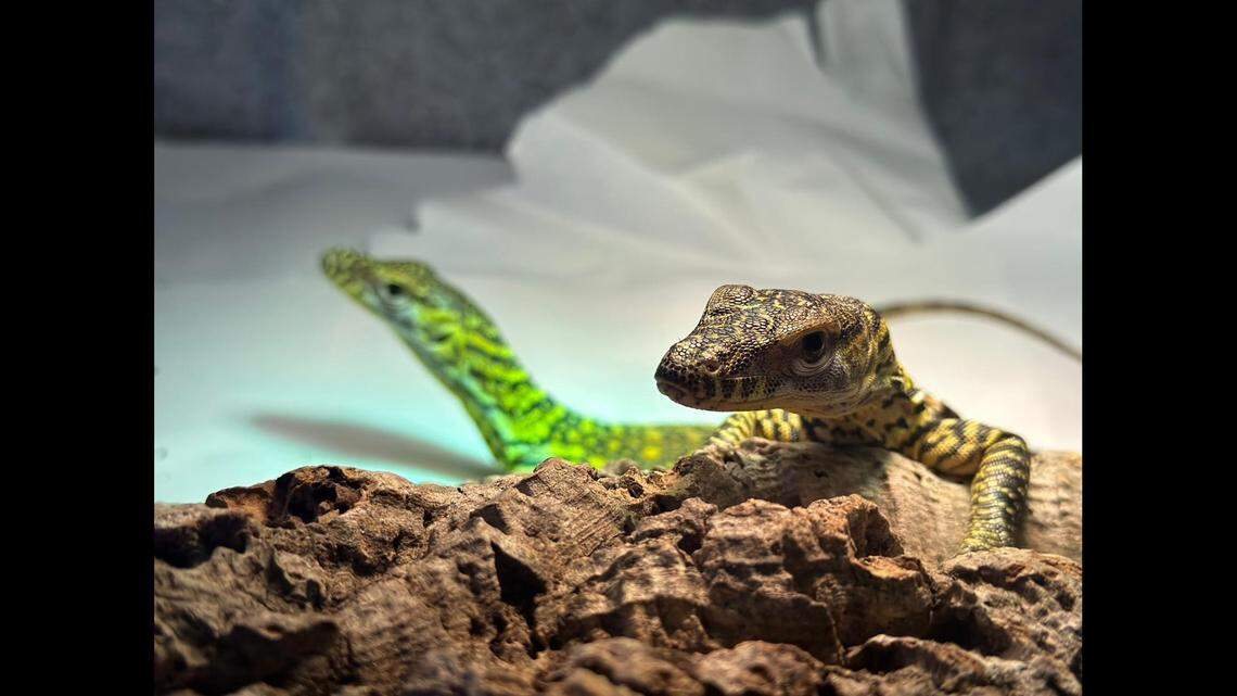 The baby Komodo dragons are members of a dangerous species.