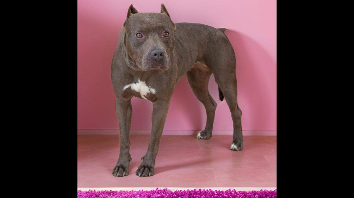 A “sweet” dog with a rough past got a new home, a Florida shelter said.