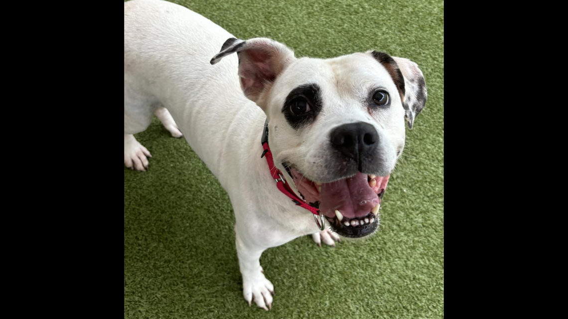 Mandy the dog is up for adoption but keeps being overlooked at a Florida shelter.