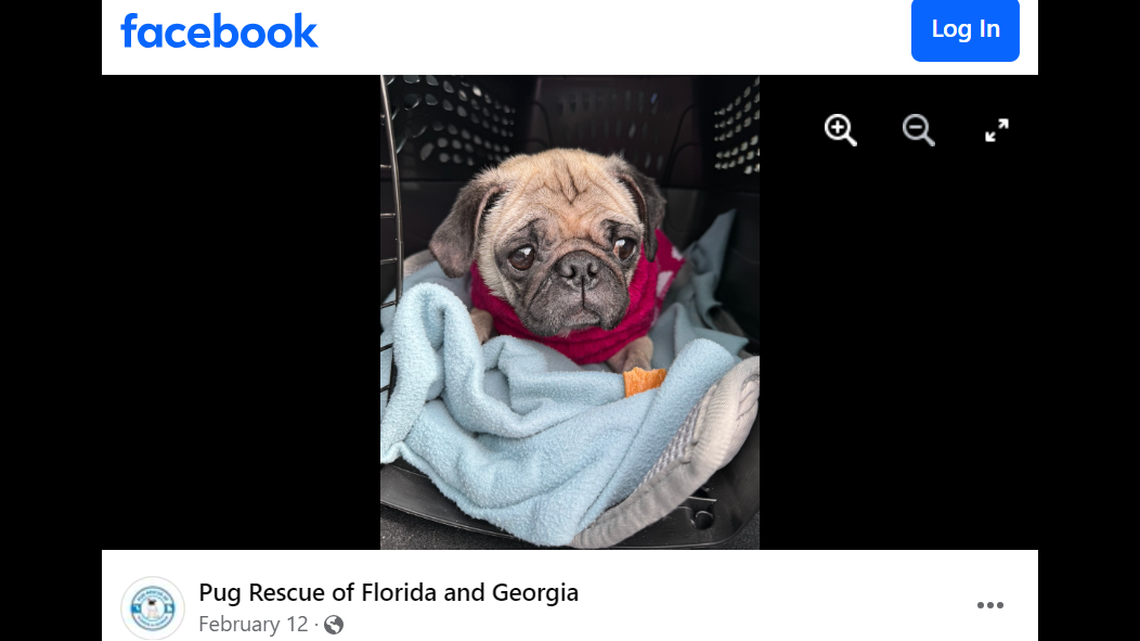 Libby the rescued pup is now a companion to a lonely dog.