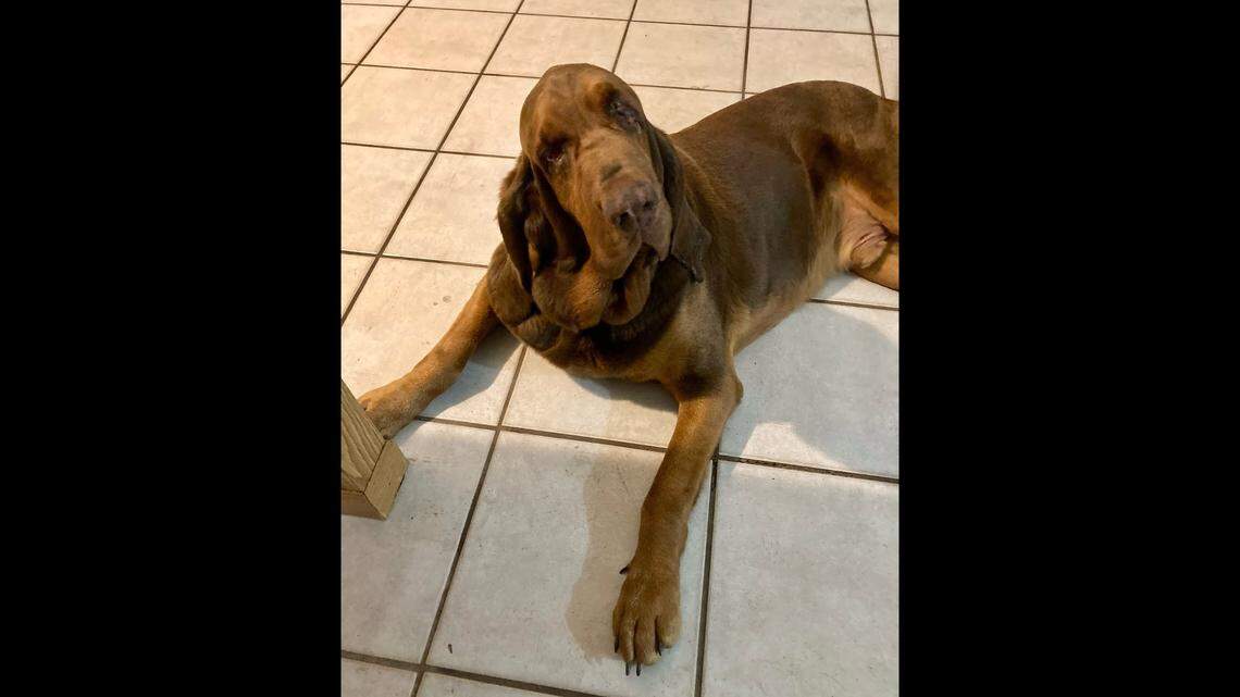 Arlow the “sweet” 120-pound dog will soon need a new home.