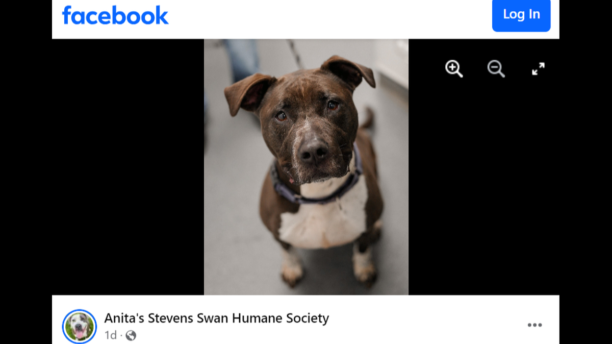 Bella, a longtime New York shelter resident, is in need of a second chance.