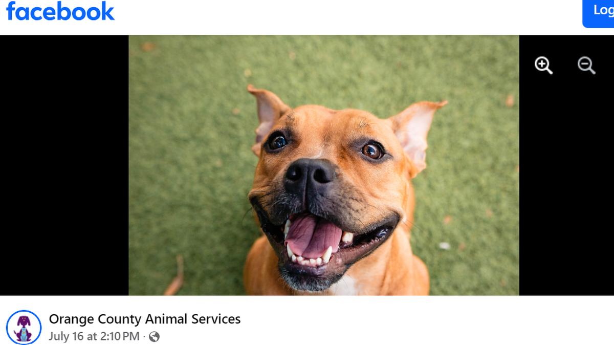A dog has spent more than a month in a Florida shelter with “very little interest.”