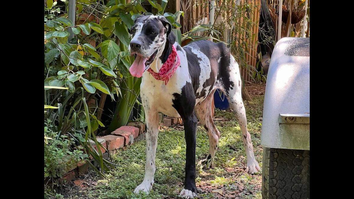 Bessie the dog needs a second chance after she was nearly euthanized.