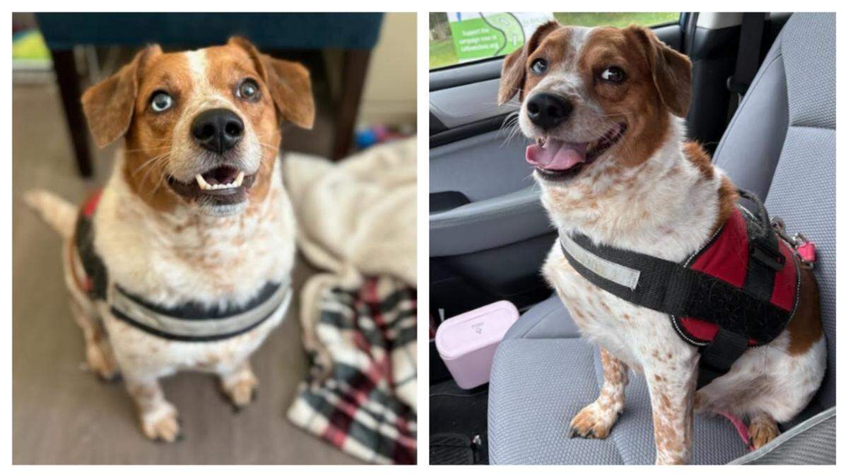 Benny, a “short and stout” dog, is up for adoption in Virginia.