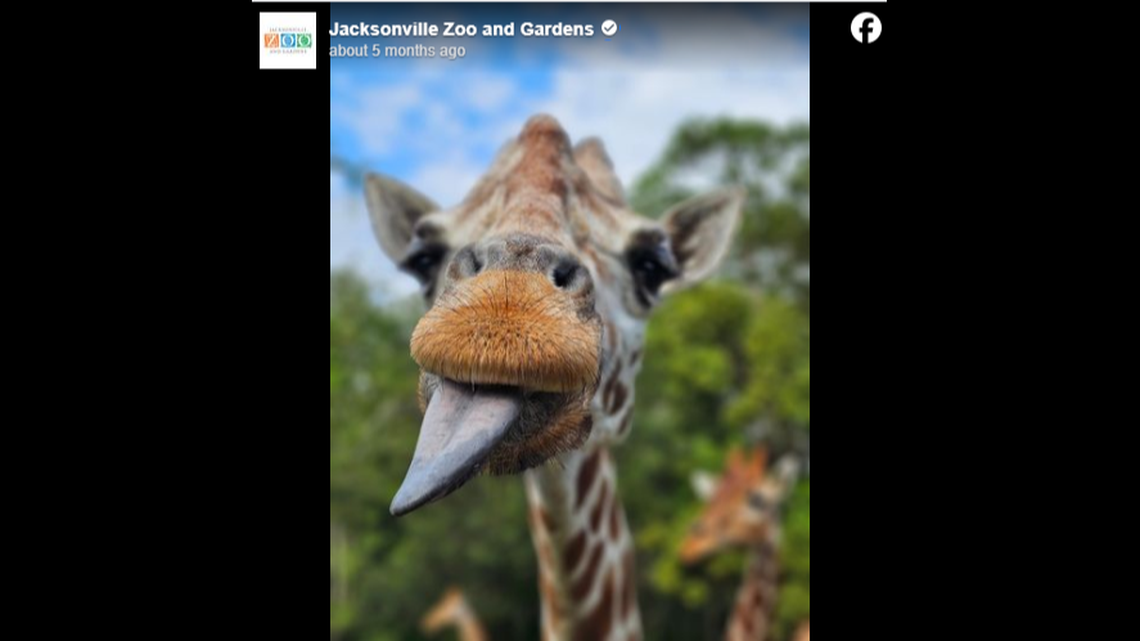 Spock the Florida giraffe was known for her “larger-than-life personality.”