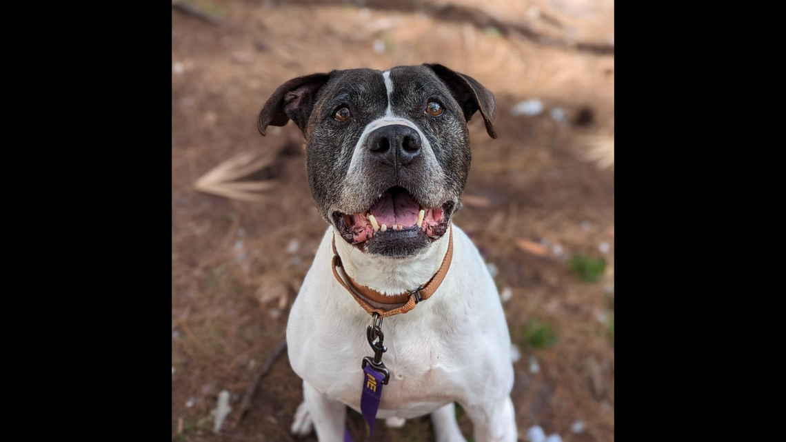Bruno the shelter dog spent more than 800 days waiting for a second chance.