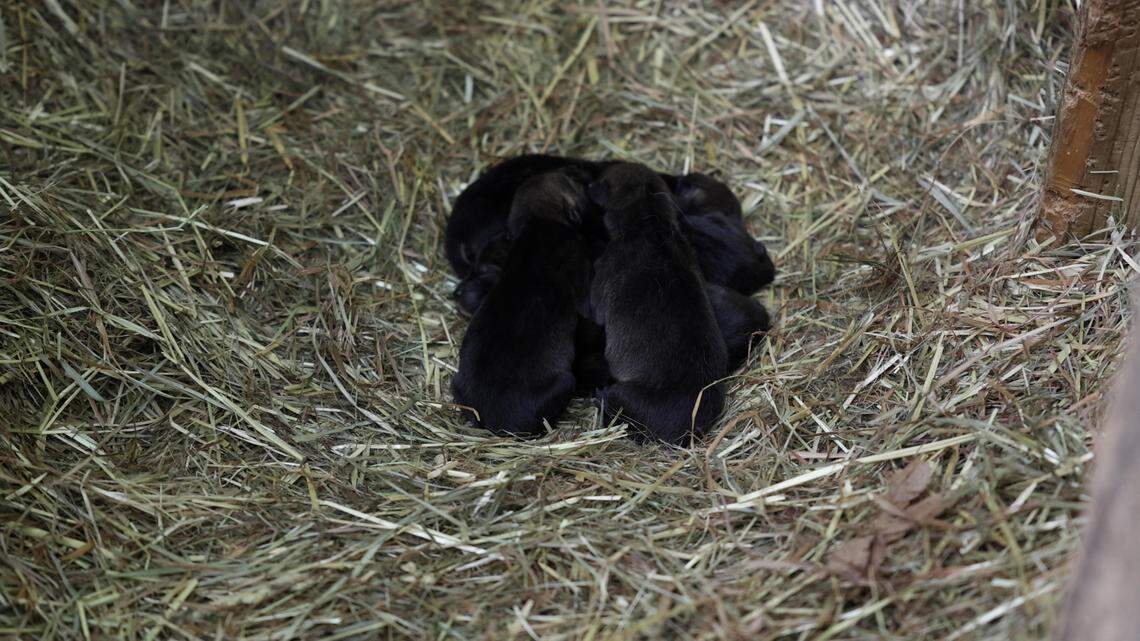 Baby red wolves were seen snuggling after their debut in Tennessee.