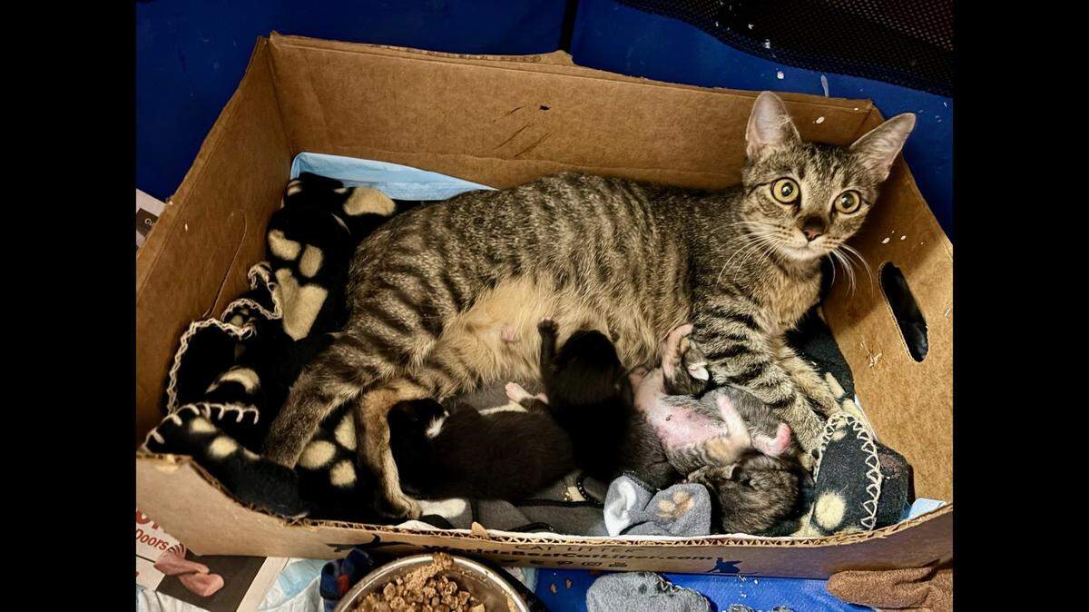 Sarah’s babies were adopted, but she still waits for a home of her own.