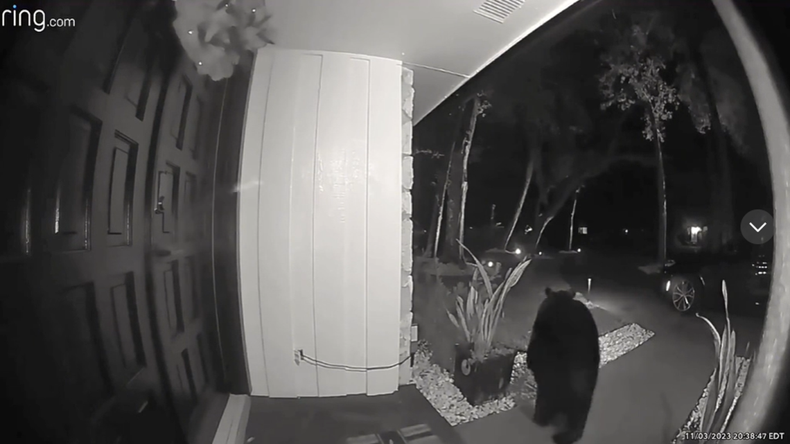 Ring camera footage captured the black bear coming to the door and stealing the food delivery.