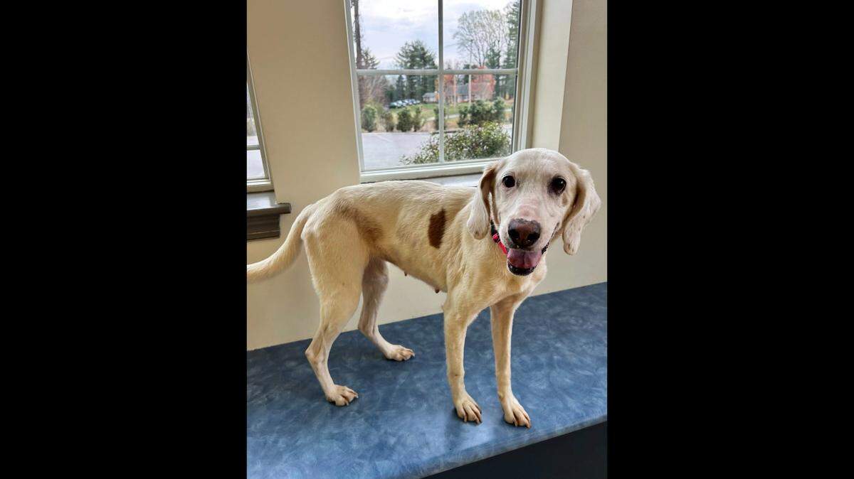 A shelter dog who has “overcome so much” is now up for adoption in Virginia.
