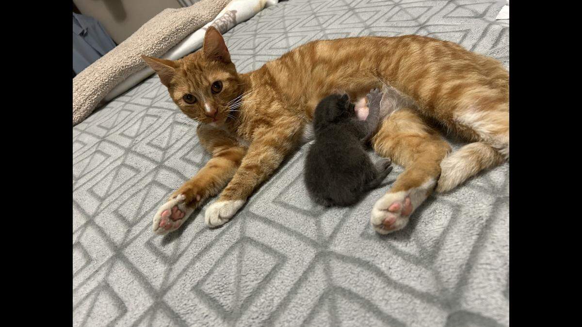 A Florida cat is up for adoption after raising an orphaned kitten.