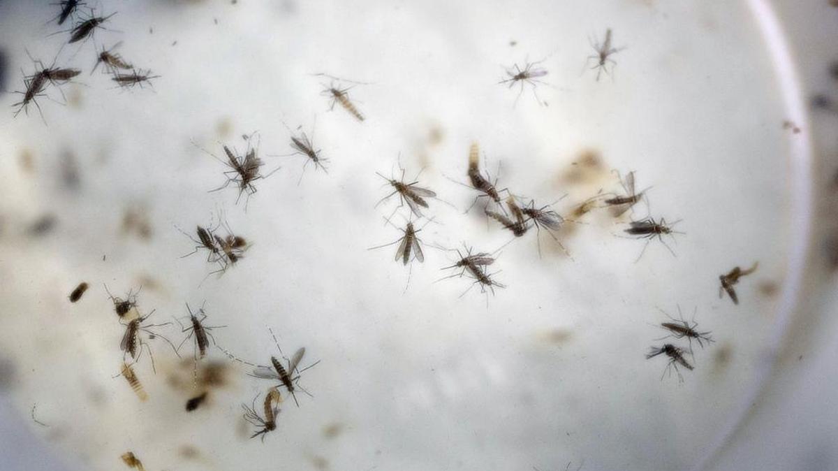 Aedes aegypti mosquitoes are seen in a mosquito cage at a laboratory in Cucuta, Colombia, in this file photo dated Feb. 11, 2016. An experimental vaccine for the Zika virus is due to begin human testing later this year, after getting the green light from U.S. health officials.