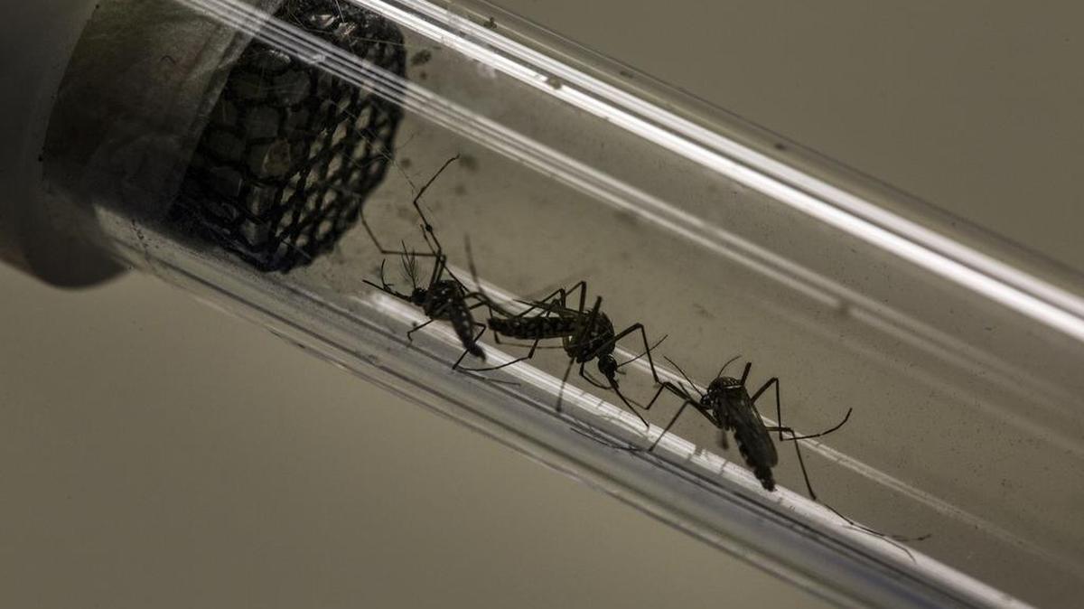 A lab technician displays Aedes aegypti mosquitoes infected with Wolbachia bacteria in a test tube for a photograph at the Oswaldo Cruz Foundation in Rio de Janeiro, Brazil, on Friday, Feb. 19, 2016. Supercharged mosquitoes could play a crucial part in fending off a large-scale global outbreak of the Zika virus.