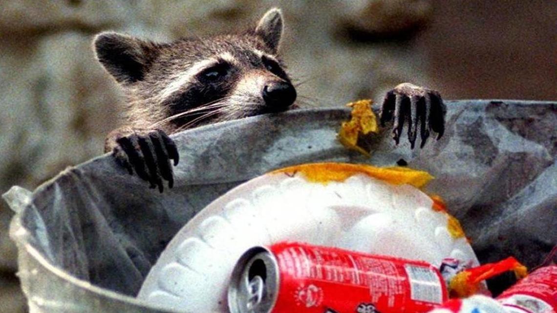 In this 2006 photograph, a raccoon peers into a garbage can as it prepares to eat scraps found at the Oleta River Shelter at Greynolds Park in North Miami.