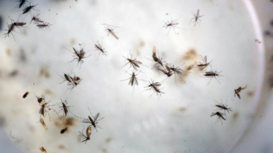 A group of aedes aegypti mosquitoes in a mosquito cage at a laboratory in Cucuta, Colombia. The World Health Organization has said it may be necessary to use controversial methods like genetically modified mosquitoes to wipe out the insects that are spreading the Zika virus across the Americas.