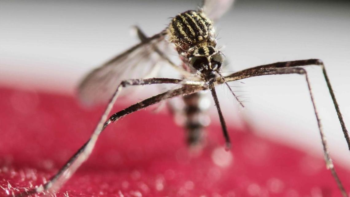 A mosquito from the genus Aedes, which can carry Zika virus.