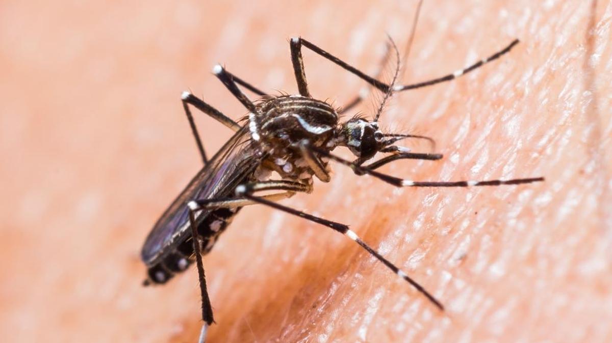 Zika virus, like dengue fever, is spread to people primarily through mosquito bites. However, the federal Centers for Disease Control and Prevent says Zika virus infections have been reported through blood transfusions and by men to their sexual partners.