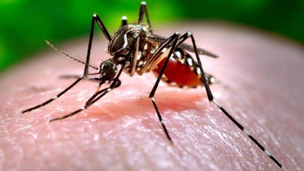 The Aedes aegypti mosquito is the carrier for the viruses that cause yellow fever, dengue fever, chinkungunya and Zika.