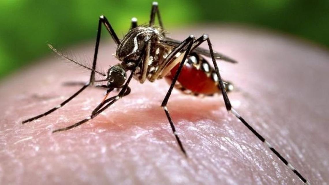 The Aedes aegypti mosquito is the species most capable of transmitting the Zika virus to people. On Monday, Florida reported two more local cases of Zika in Miami-Dade County and 28 new travel-related cases statewide, including one pregnant woman.