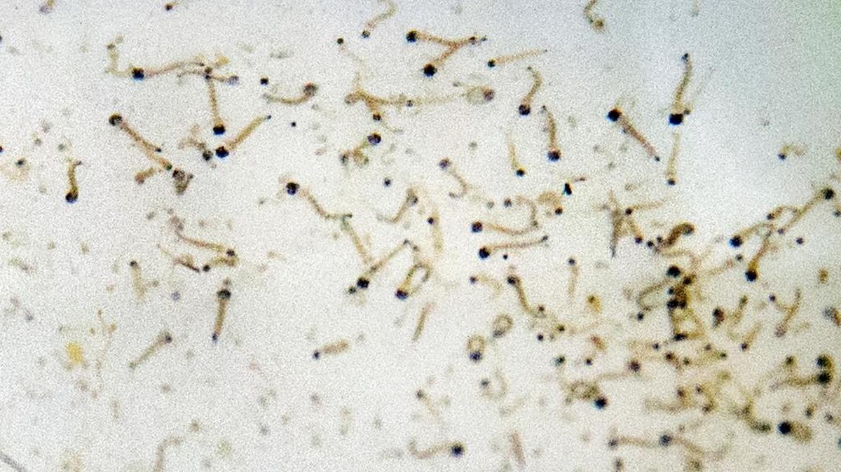 This recent photo shows eggs and larvae of the Aedes aegypti mosquito, which is one of the known carriers of the Zika virus. Florida health officials report 21 confirmed cases of Zika virus infection, all acquired outside the state.